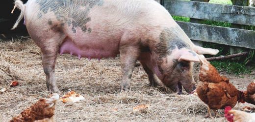 पशुपालनबाट राम्रै आम्दानी गर्दै अपाङ्गता भएकी दरै